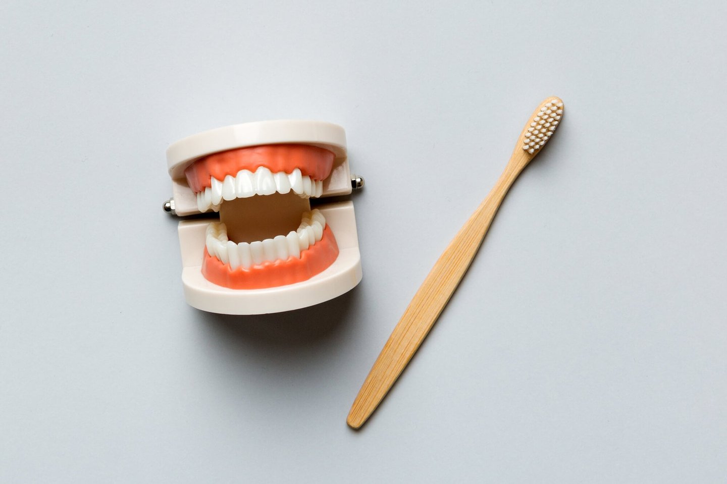 model of plastic teeth after teeth whitening winter park
