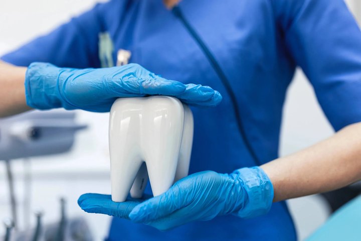 Dentist holding tooth model dental crowns Winter Park, FL